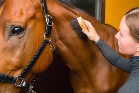 woman grooming her horse