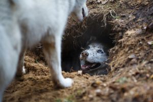 dog digging fence