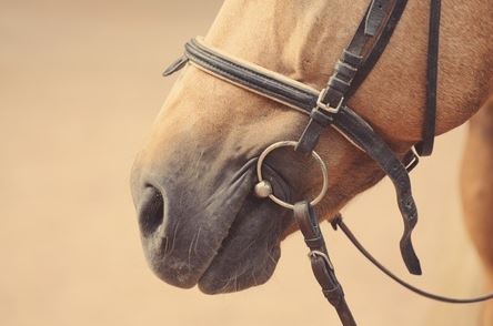 Horse Fences