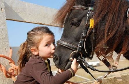 Animal Fences