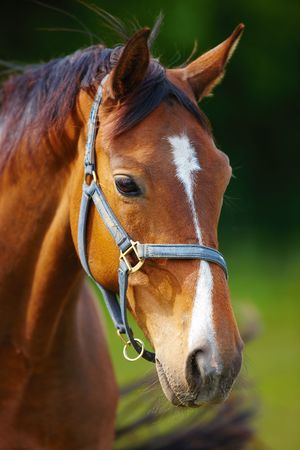 Fences for Horses