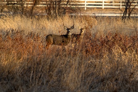 Deer Fence