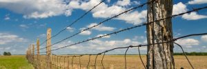 A barbed wire farm fence.