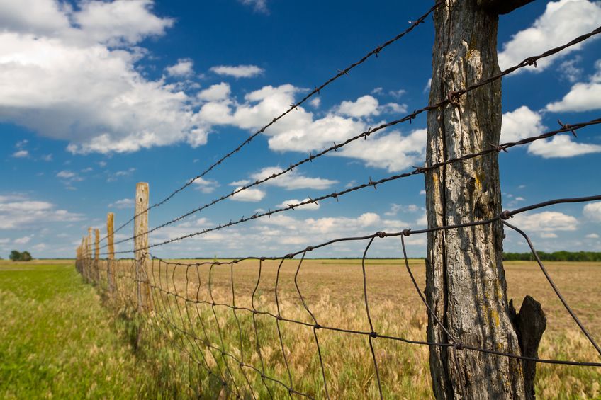 A barbed wire farm fence.